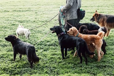 Tanımlanamayan adam köpek gezdirici. Parkta tasma takan bir grup köpek gezdiriyor.