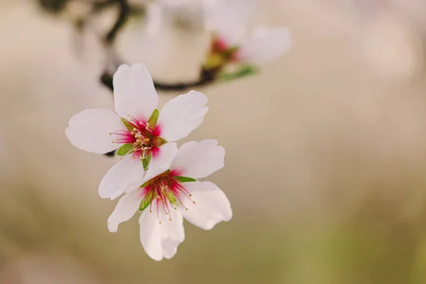 Primer Plano Las Flores Almendro Primavera — Foto de Stock
