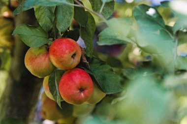 Ağaçtaki lezzetli olgun organik elmaları yakından çek. Elma çiftliği, sonbahar hasadı