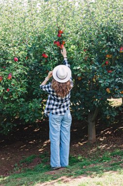 Ağaçtan olgun kırmızı elmaları toplayan şapkalı bir kadın. Sonbahar hasadı, kırsal yaşam tarzı.