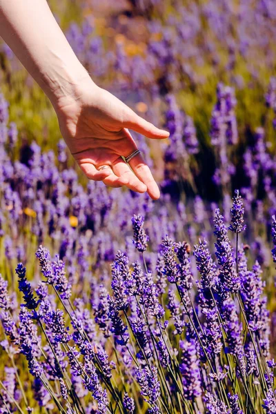Feminine hand touching a purple flowers in a lavender field, close-up