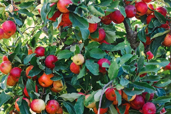 Deliciosas Manzanas Rojas Orgánicas Maduras Árbol Cosecha Otoño Granja —  Fotos de Stock