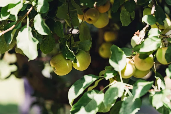 Primer Plano Deliciosas Manzanas Orgánicas Maduras Árbol Cosecha Otoño —  Fotos de Stock