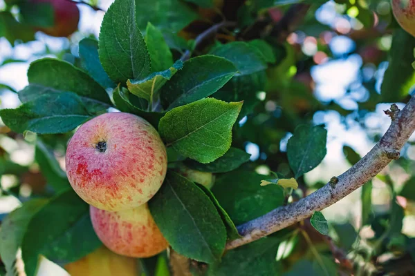 Deliciosas Manzanas Orgánicas Primer Plano Del Árbol Cosecha Otoño —  Fotos de Stock