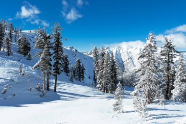 Beautiful winter landscape with trees covered in snow, winter wonderland, Christmas background