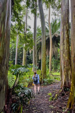 Woman with a backpack hiking through the eucalyptus trees, Maui, Hawaii