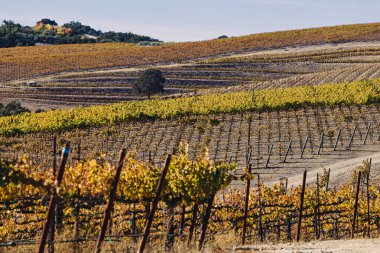 Güneşli sonbahar gününde sarı yapraklı üzüm bağları Paso Robles, Kaliforniya