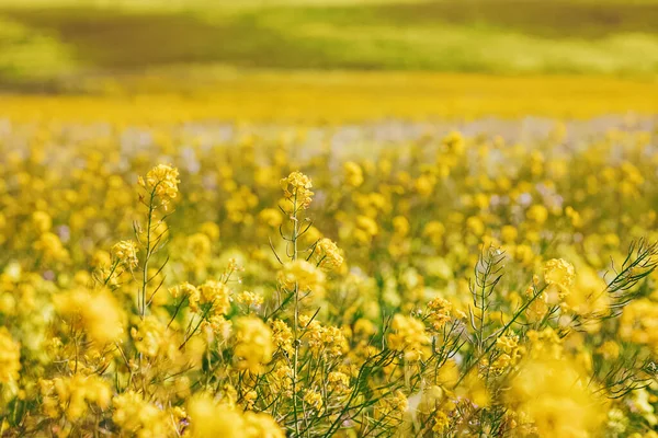 Çayırdaki Sarı Hardal Çiçeklerine Yakın Plan Seçici Odak Yaz Arkaplanı — Stok fotoğraf