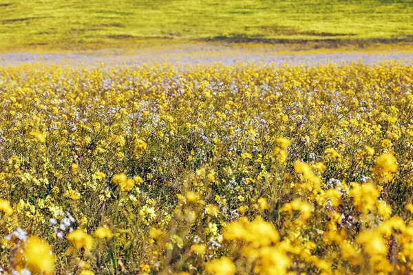 牧草地の黄色と白の野生の花のクローズアップ 選択的な焦点 夏の背景 — ストック写真