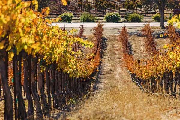 Wijnstokken Met Gele Bladeren Warme Zonnige Herfstdag Paso Robles Californië — Stockfoto