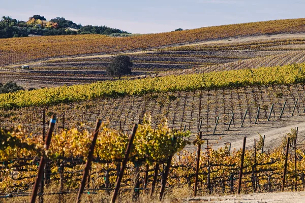 Wijngaard Met Gele Bladeren Warme Zonnige Herfstdag Paso Robles Californië — Stockfoto
