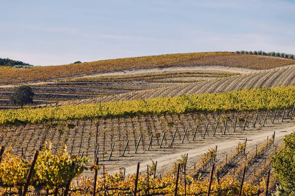 Winnica Wzgórzach Jesienią Żółte Liście Winorośli Paso Robles Kalifornia — Zdjęcie stockowe