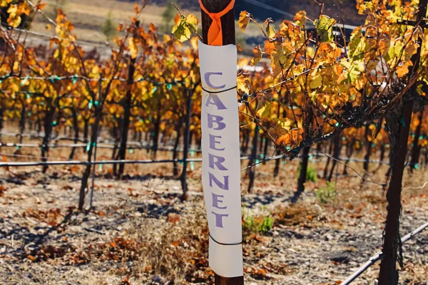 秋天的葡萄园 有一个名字的葡萄标志 Cabernet葡萄藤 — 图库照片
