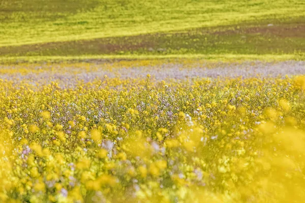 Wildes Senffeld Nahaufnahme Von Gelben Blumen Auf Der Wiese Selektiver — Stockfoto