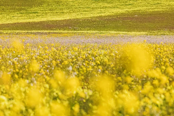 Nahaufnahme Von Gelben Wilden Senfblüten Auf Der Wiese Selektiver Fokus — Stockfoto