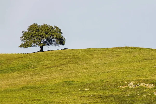 Tree Green Hill People Peaceful Summer Landscape — Stock Photo, Image