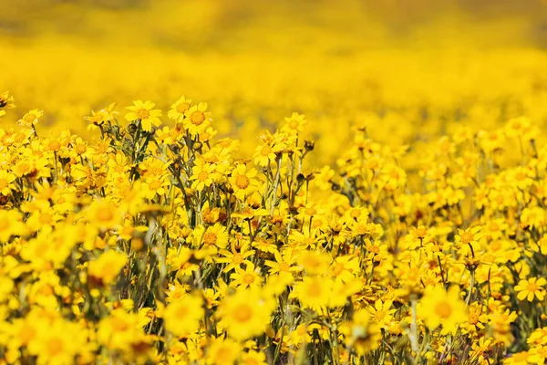 Çayırdaki Güzel Sarı Çiçekleri Yakından Çek Yaz Arkaplanı — Stok fotoğraf