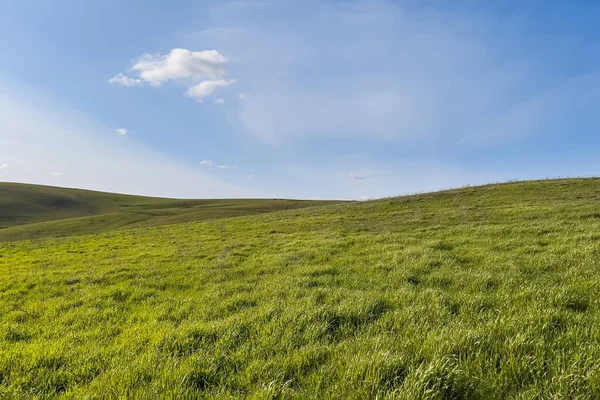 Güneşli Bir Günde Çimlerle Kaplı Yeşil Çayır Bahar Arkaplanı — Stok fotoğraf