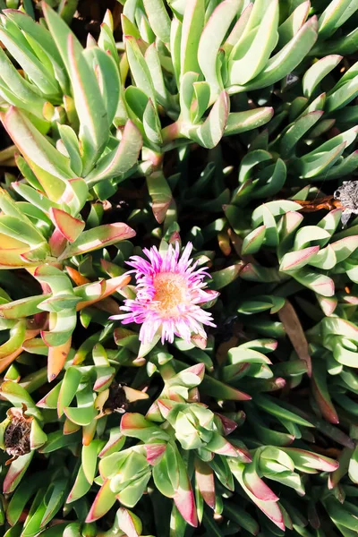 Kalifornijska Roślina Przybrzeżna Kwiat Lodu Słoneczny Dzień Widok Góry — Zdjęcie stockowe