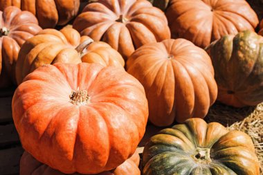 Sonbahar dekorunda büyük turuncu balkabakları, çiftçi pazarı ya da balkabağı tarlasında