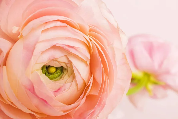 Krásné Čerstvé Růžové Ranunculus Květ Zblízka Jarní Pozadí — Stock fotografie