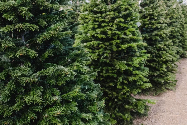 圣诞博览会上出售的新鲜自然冷杉树 — 图库照片