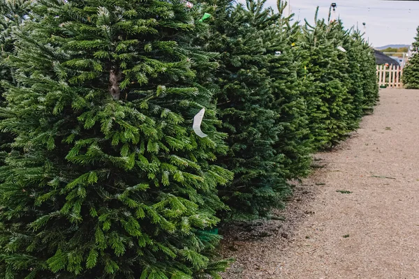 Πράσινο Έλατο Χριστουγεννιάτικα Δέντρα Προς Πώληση Στην Υπαίθρια Αγορά — Φωτογραφία Αρχείου