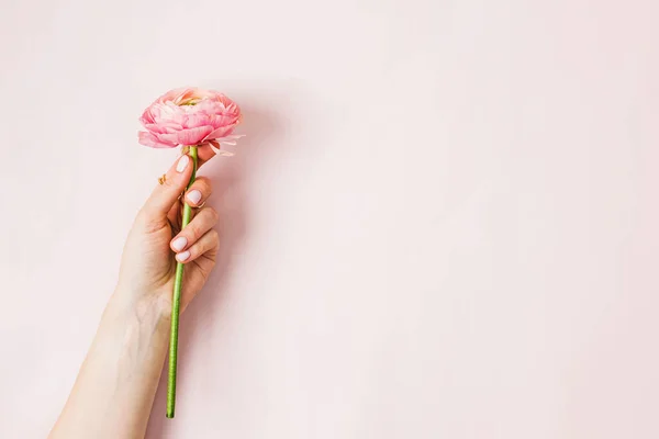 Ženská Ruka Drží Krásný Ranunkulus Květ Přes Pastelové Růžové Pozadí — Stock fotografie