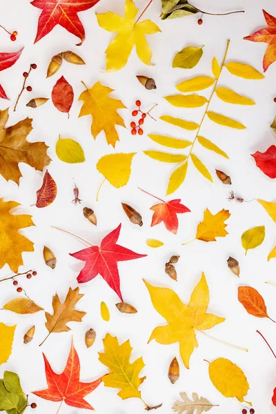 Colorful Fall Leaves Other Botanical Elements Autumn Background — Stock Photo, Image