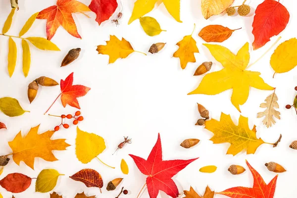 Yellow Red Leaves Botanical Elements Seasonal Composition Autumn Background — Stock Photo, Image
