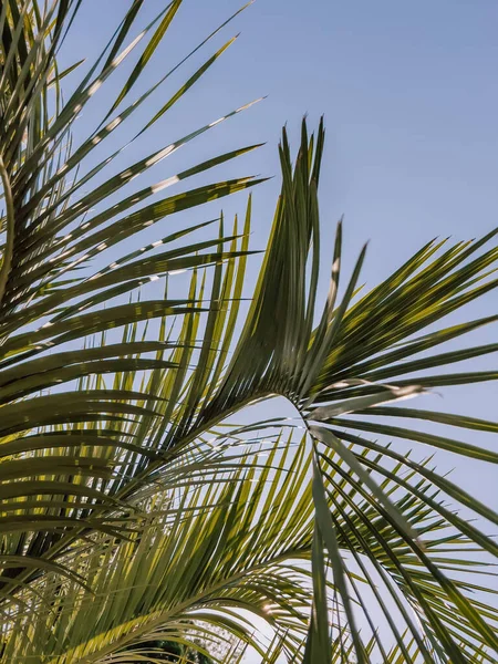 在阳光明媚的日子里 棕榈树的叶子在蓝天的映衬下 夏日的背景 — 图库照片