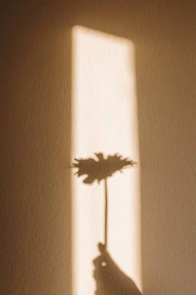 Gerbera Daisy Flower Silhouette Shadow Wall Abstract Summer Background Overlay — Stock Photo, Image
