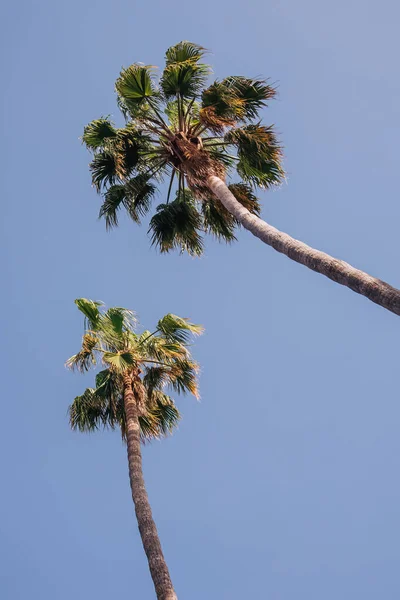 Δύο Ψηλές Παλάμες Ενάντια Στον Γαλάζιο Ουρανό Καλοκαιρινό Φόντο — Φωτογραφία Αρχείου