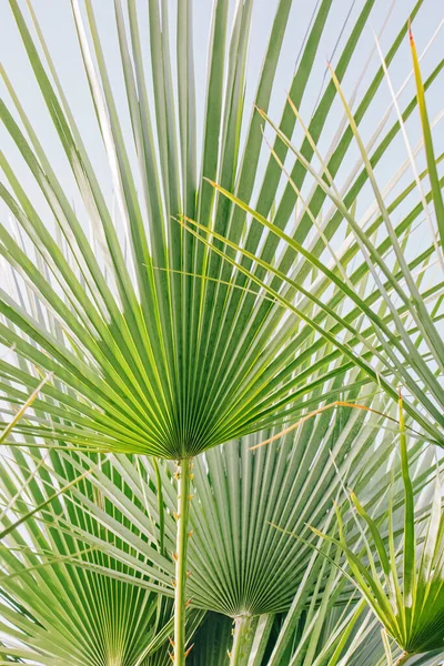 Close Folhas Palmeira Fundo Verão Abstrato — Fotografia de Stock