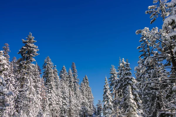 Winter Wonderland Landschap Met Dennen Dennen Bomen Bedekt Met Sneeuw Stockfoto