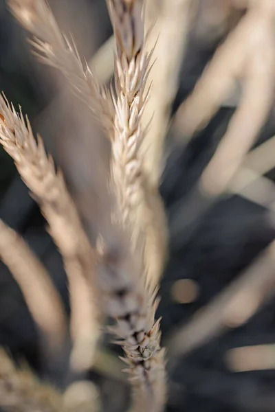 Nahaufnahme Von Trockenem Ziergetreide Oder Weizen Sommerlicher Hintergrund — Stockfoto