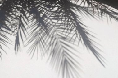 Beyaz duvarda palmiye gölgesi silueti olan soyut yaz arkaplanı