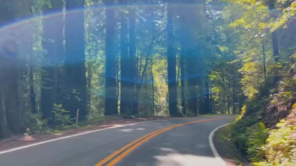 Conducir Través Bosque Secuoyas Camino Ondulado Sin Coches Día Soleado — Vídeo de stock