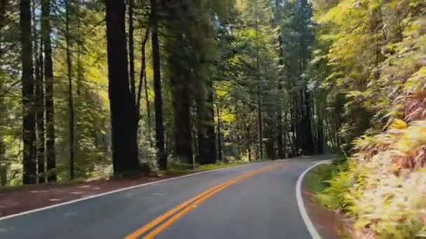 Kørsel Gennem Redwood Skov Bølget Vej Uden Biler Solrig Dag – Stock-video