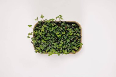 Beyaz arka planda izole edilmiş ve hasat etmeye hazır ev yapımı mikro-yeşilin üst görüntüsü