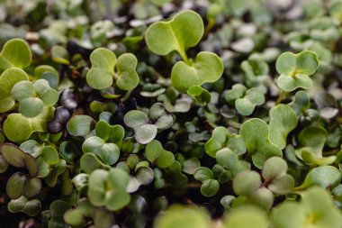 Evde yetişen mikro yeşilin küçük yapraklarına yakın çekim.