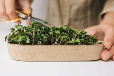 Yemeye hazır mikro yeşili kesen tanınmayan kadının yakın çekimi sürdürülebilir ve sağlıklı bir yaşam tarzı.