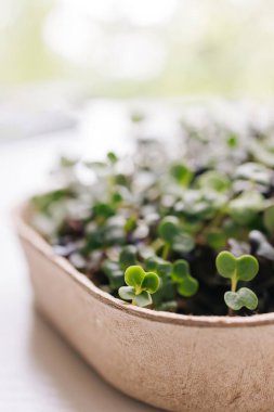 Geri dönüşümlü kağıt konteynırda hasat etmeye hazır mikro yeşiller; sürdürülebilir ve sağlıklı yaşam tarzı