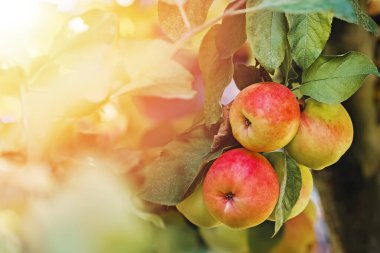 Sıcak ışıkta ağaçtaki olgun kırmızı organik elmaları yakın plan, sonbahar hasadı.