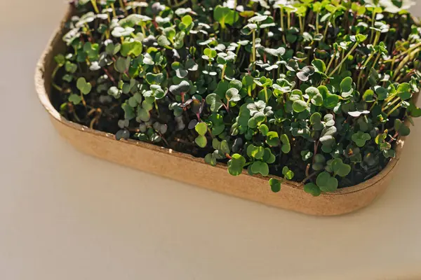 Домашний Микро Зеленый Подоконнике Крупным Планом Маленькие Зеленые Листья — стоковое фото
