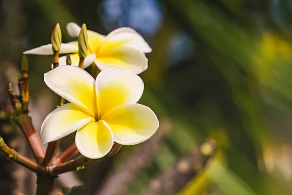 Närbild Tropiska Plumeria Blommor Solig Dag Med Gröna Träd Suddig — Stockfoto