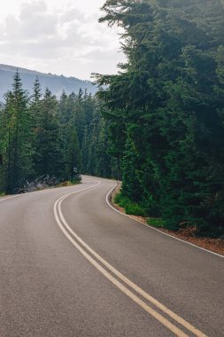 Çam ormanında arabasız, rüzgârlı bir yol.