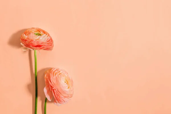 Peach color ranunculus isolated on pastel background. Two Buttercup flowers, color of the year 2024 peach fuzz