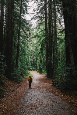 Yağmurlu bir günde uzun kızılağaç ağaçlarıyla parkta yürüyüş yapan kadın, Reinhardt Redwood Bölgesel Parkı, Kaliforniya