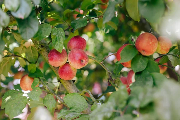 在有机苹果农场的树上成熟的红色苹果 秋天的收获 — 图库照片#